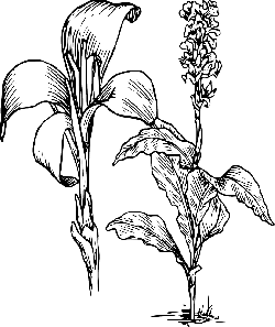 250x297 Free Pictures Calla