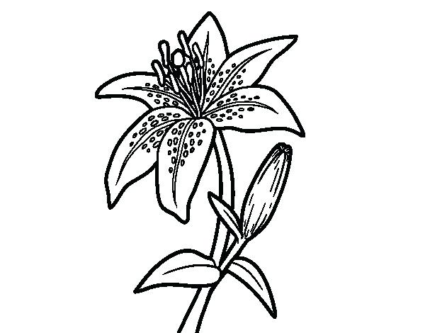 600x470 Lily Coloring Pages Calla Lily Coloring Pages