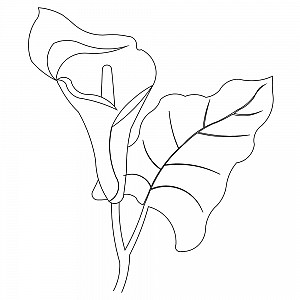 Calla Lily Line Drawing at GetDrawings | Free download