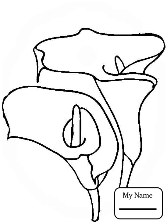 548x734 Coloring Pages Calla Lily Blossom Flowers Lilies