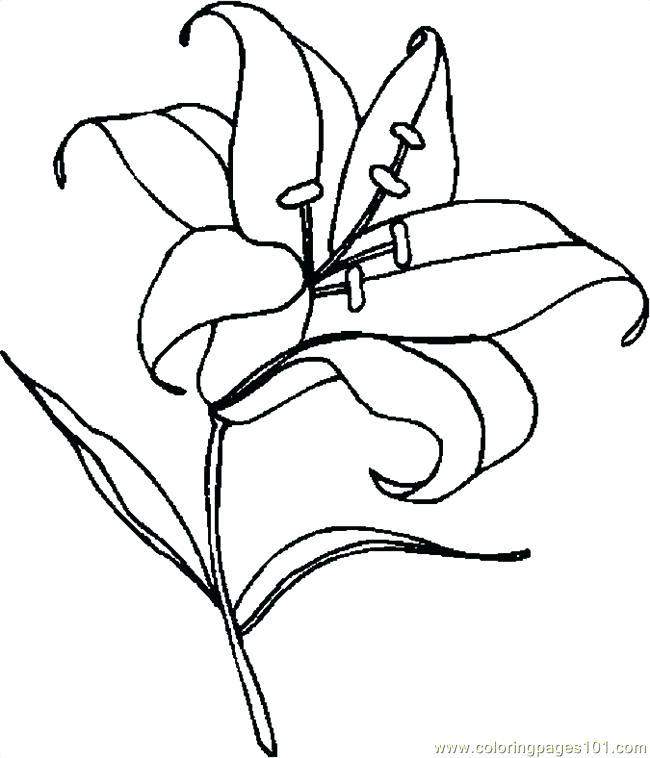 650x758 Calla Lily Coloring Pages Leivancarvalho Colouring Sheets 36176