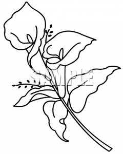 240x300 Calla Lily Clipart Easy