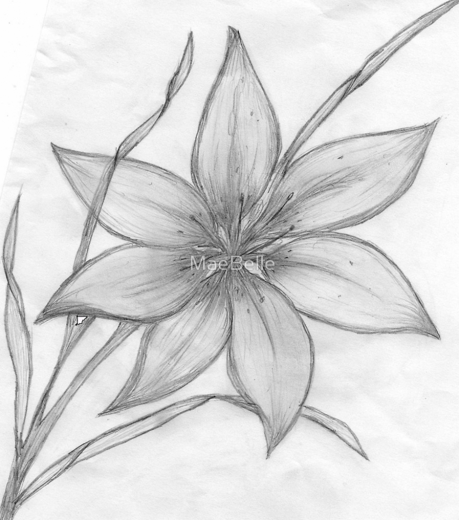 903x1024 Pencil Drawings Of Lilies