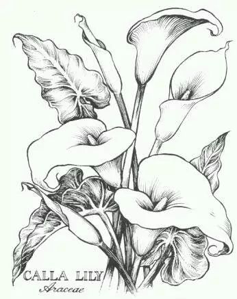 346x437 Coloring For Adults