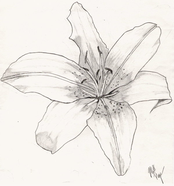 600x641 Tiger Lily Victoria. Tiger Lily From Peter Pan By