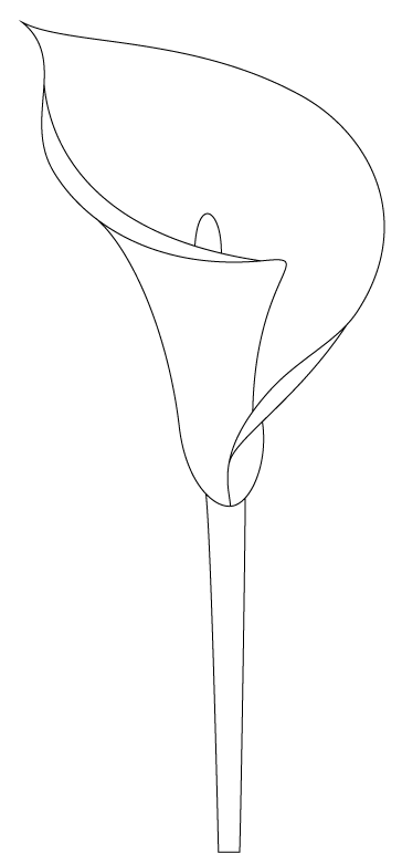 364x781 Calla Lily