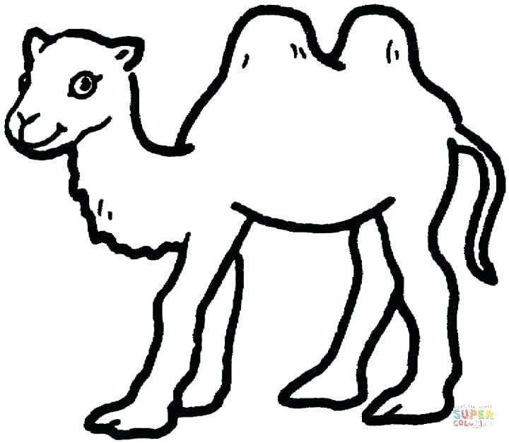 720x627 Classy Camel Coloring Page Online Camels Pages Free 6 Baby Caravan
