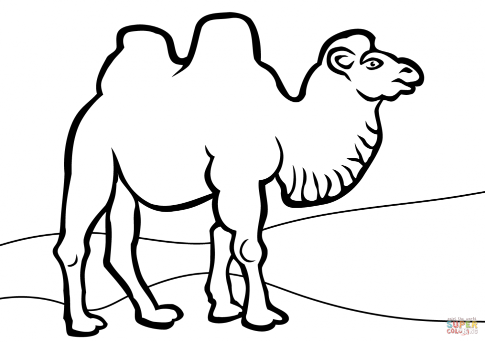 970x685 Coloring Pages Pretty Camel Coloring Pages Kids Awing Of Page