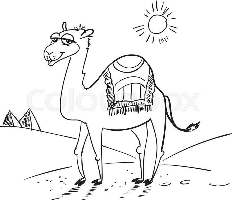 800x689 Camel In The Desert. Funny Cartoon Character. Vector Illustration