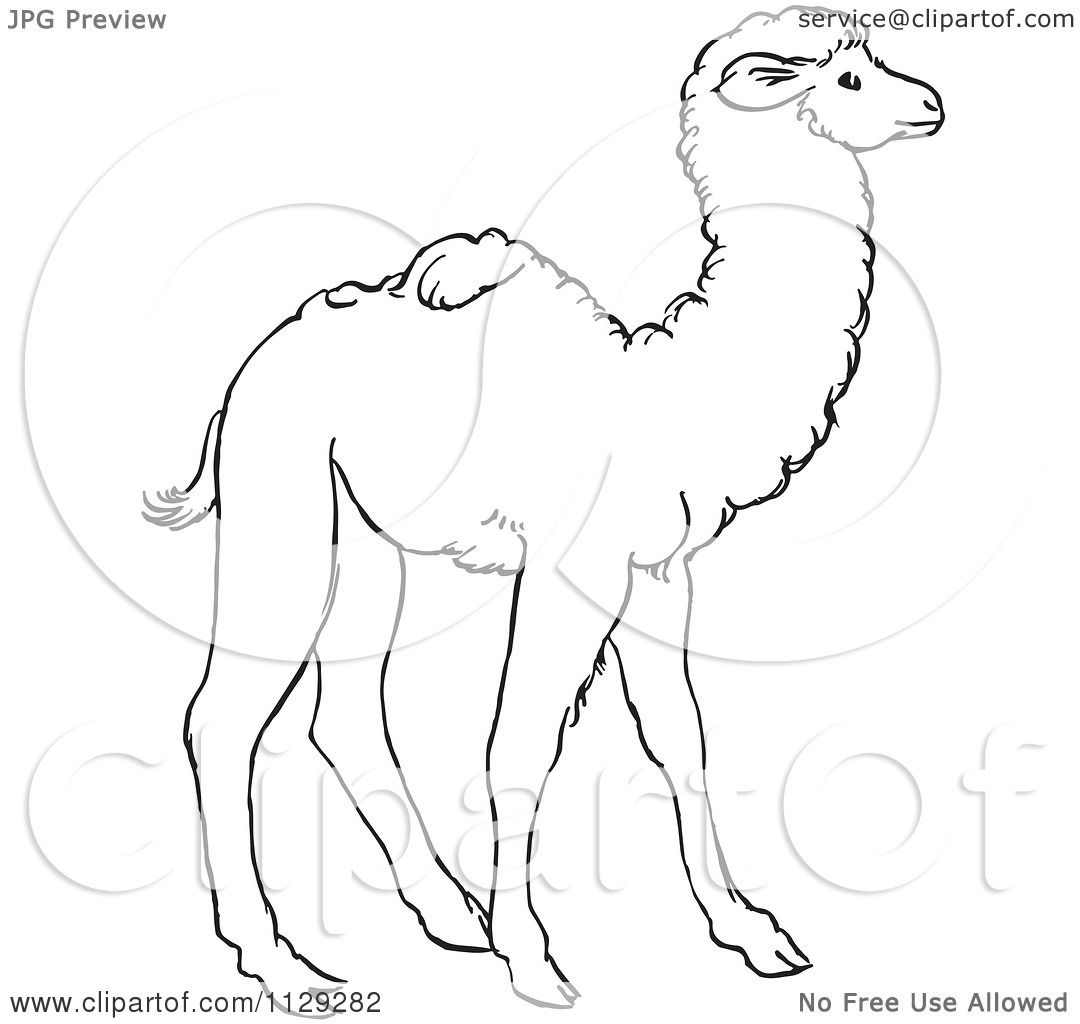 1080x1024 Cartoon Clipart Of An Outlined Cute Baby Camel