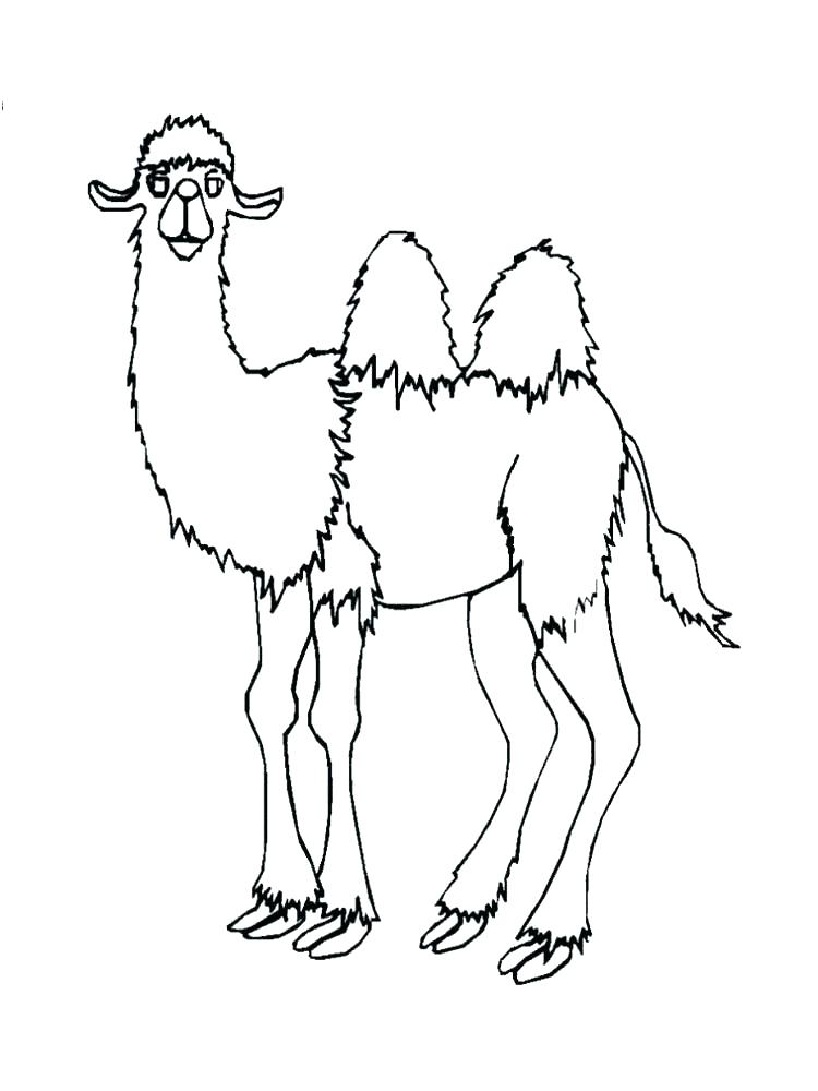 750x1000 Classy Camel Coloring Page Online Pages Drawing For Kids Reading