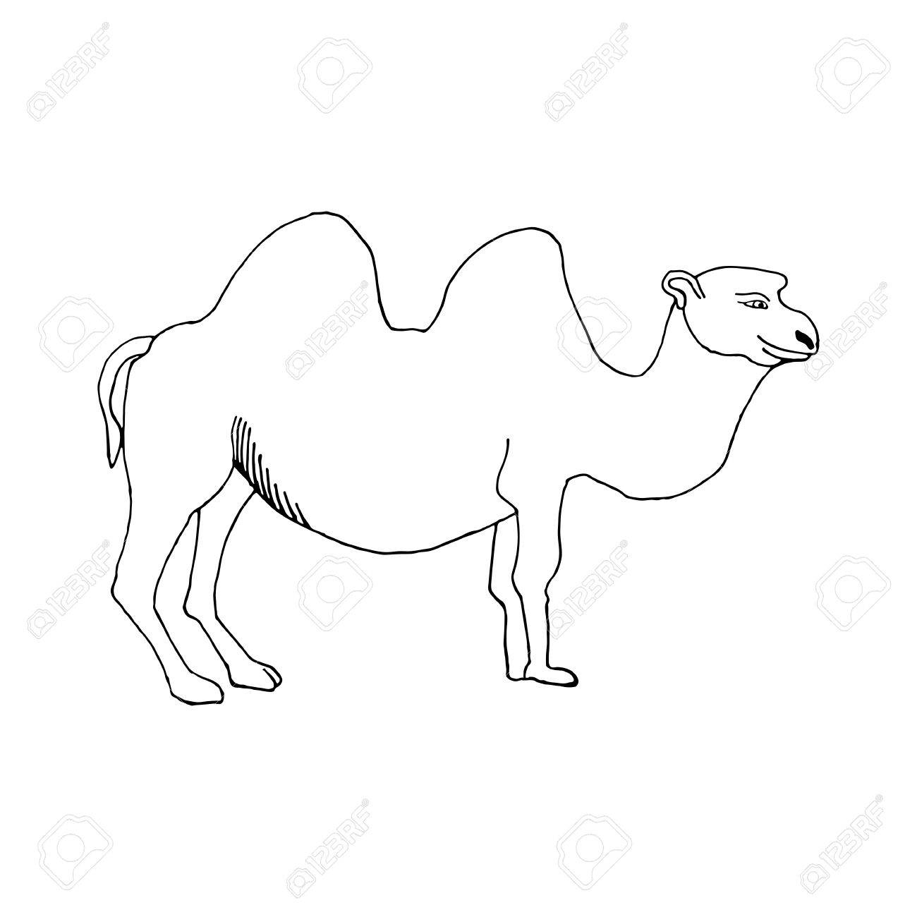 1300x1300 Hand Draw Camel In The Style Of The Sketch To Design Cards