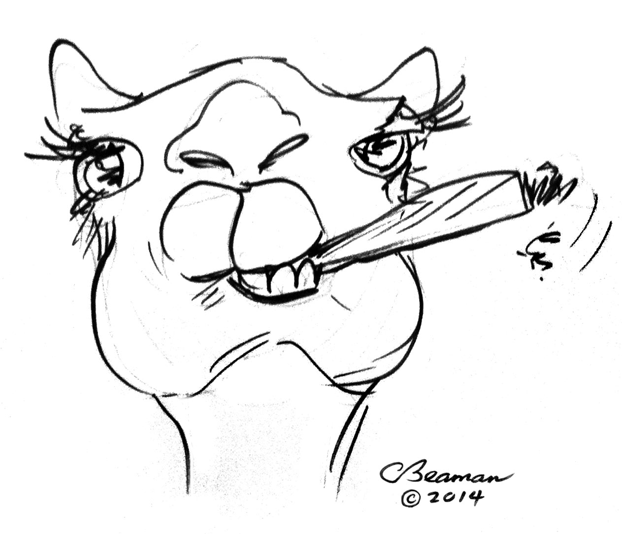 1263x1084 Image Result For Camel Photos Camel Line Drawing