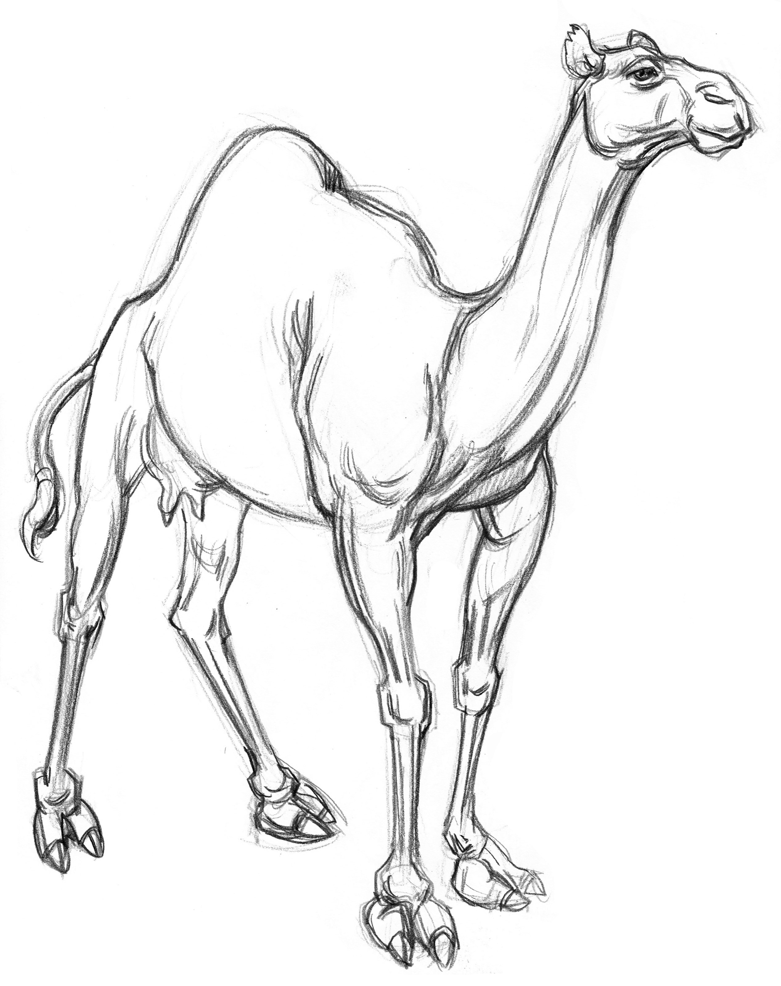 2534x3198 Garygeraths Animal Drawing