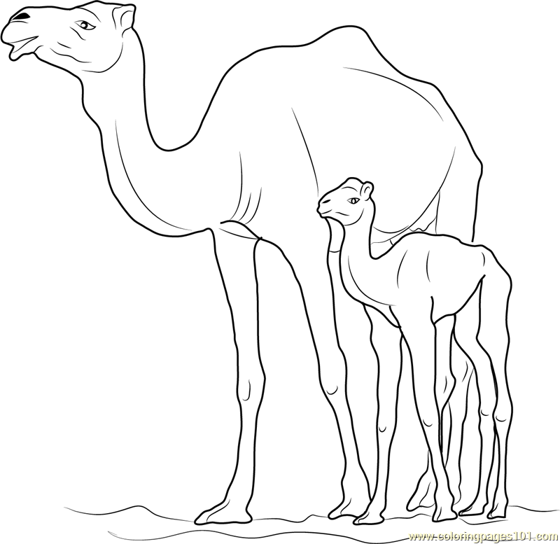 800x777 Camel With Kid Coloring Page