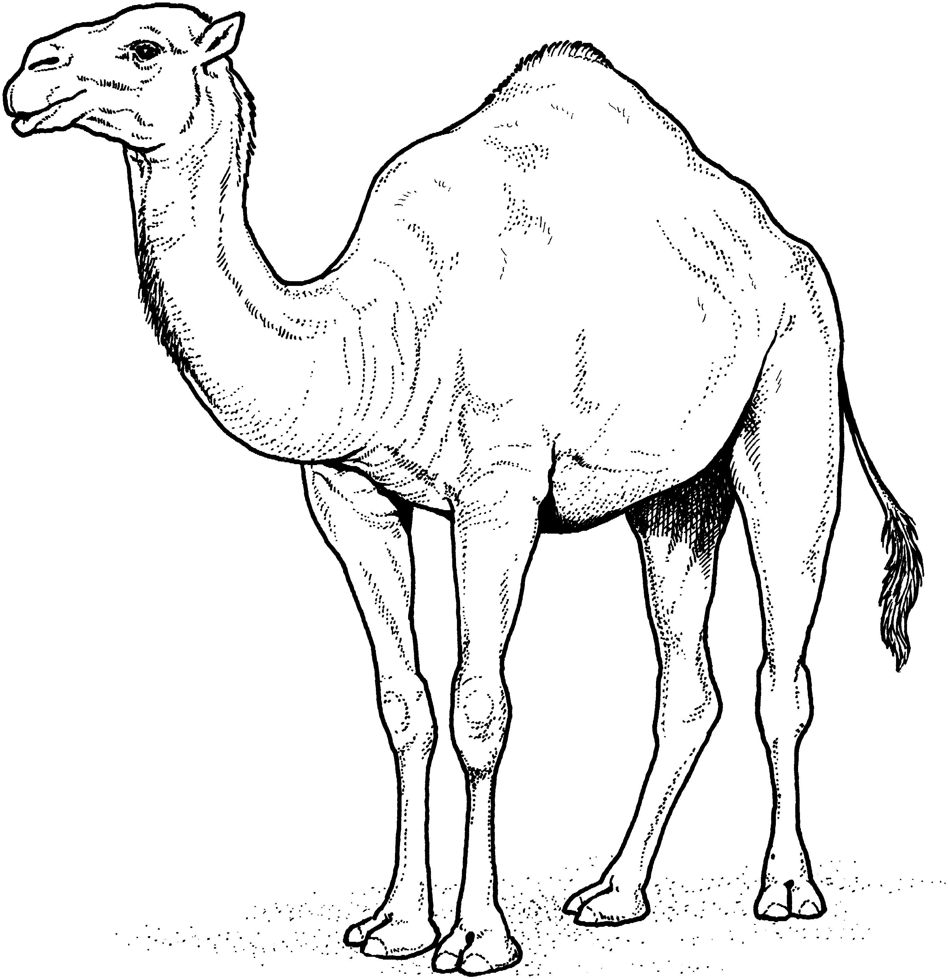 3029x3130 Camel Pictures Coloring Pages Childhood Developmentactivity