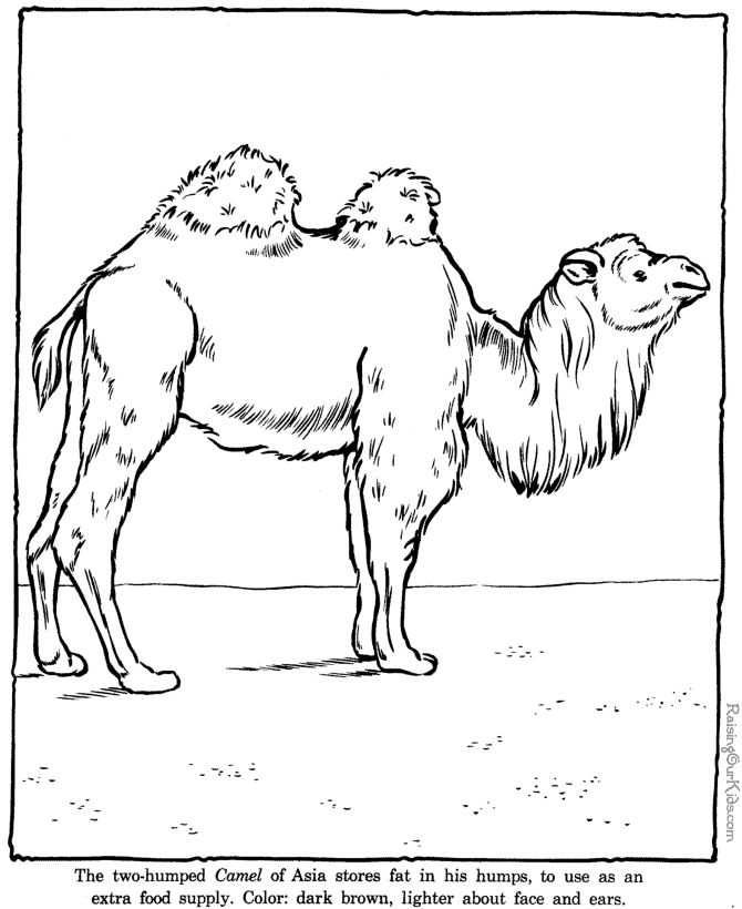 670x820 Camel Coloring Pages