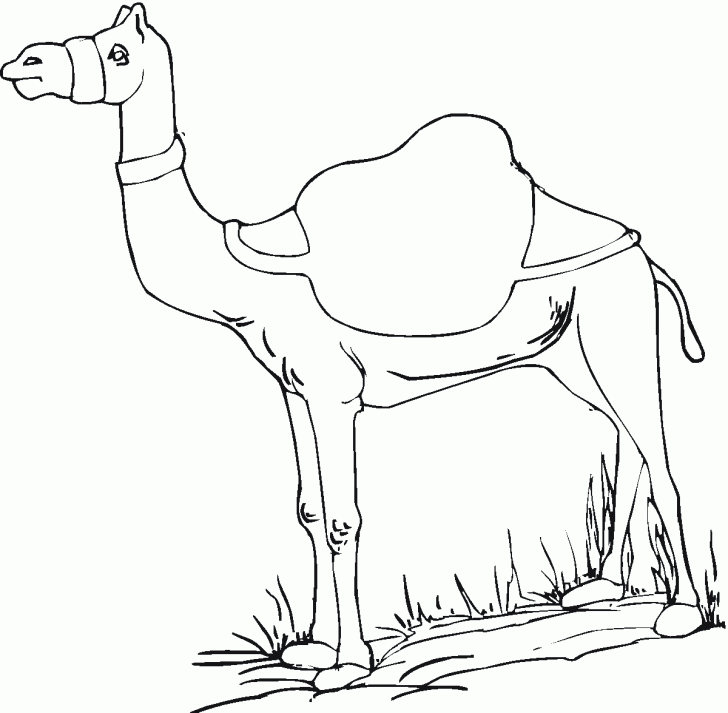 728x713 Camels Coloring Pages With Wallpapers Phone