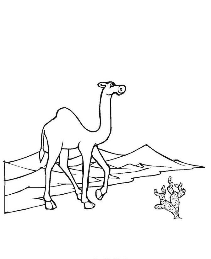 672x825 13 Best Camels Images On Camel, Camels And Kids Net