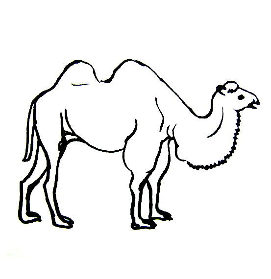 553x570 Camel Coloring Pages For Kids