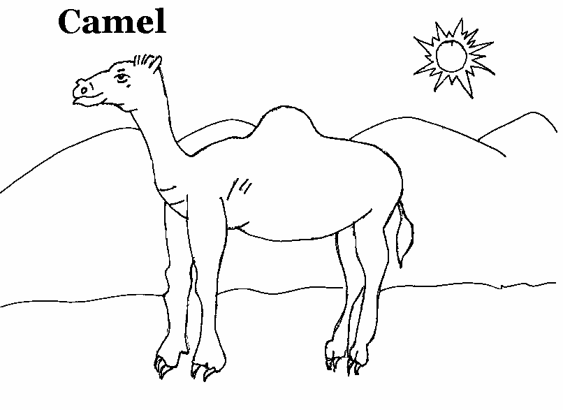 806x587 Camel Coloring Printable Page For Kids
