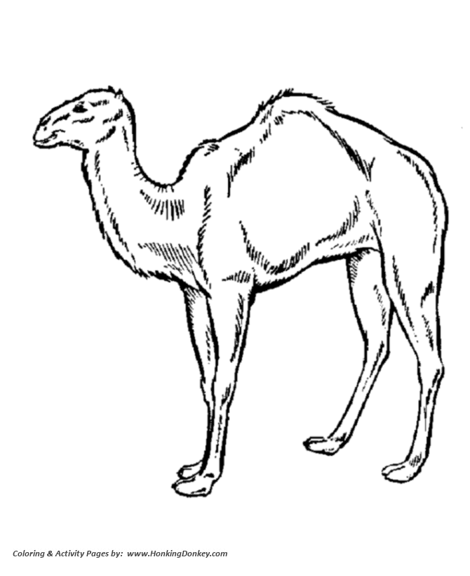 670x820 Wild Animal Coloring Pages Arabian Camel Coloring Page And Kids