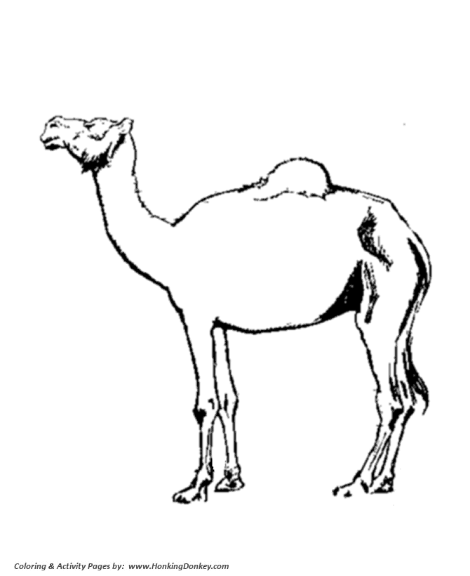 670x820 Wild Animal Coloring Pages Domestic Camel Coloring Page And Kids