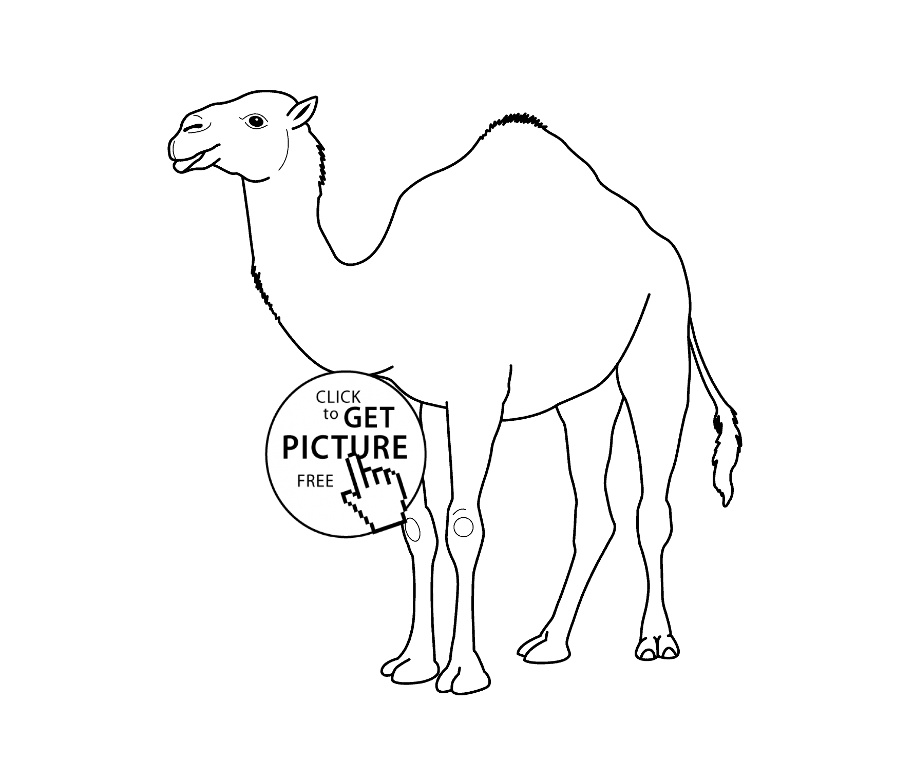 1780x1483 Camel
