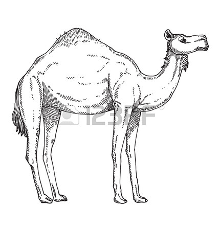 428x450 Camel Royalty Free Cliparts, Vectors, And Stock Illustration