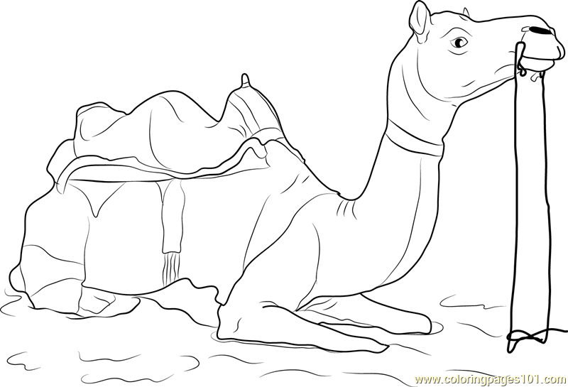 800x545 Camel Safari Coloring Page