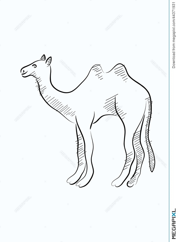 589x800 Camel Sketch Illustration 44371931