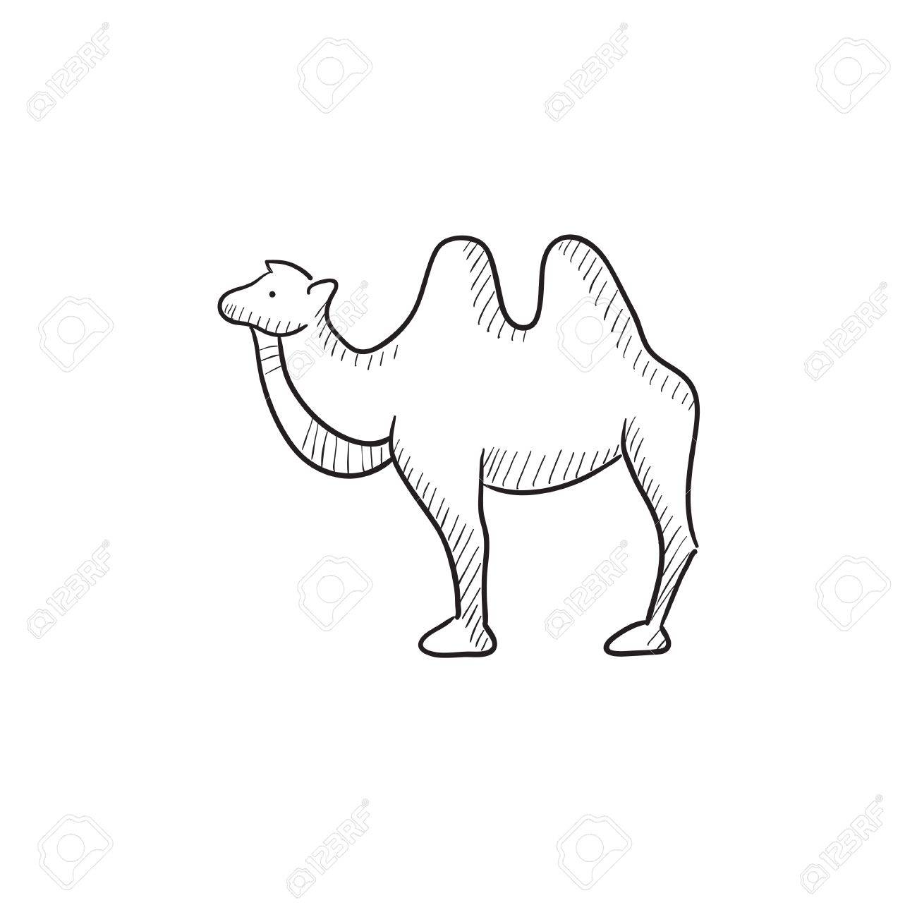 1300x1300 Camel Vector Sketch Icon Isolated On Background. Hand Drawn Camel