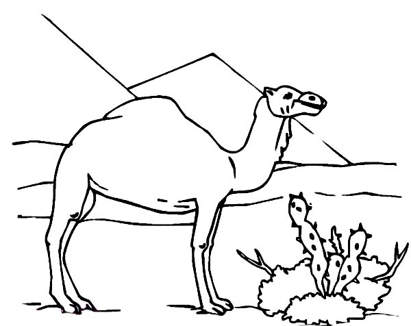 600x476 Camel And Cactus Coloring Page
