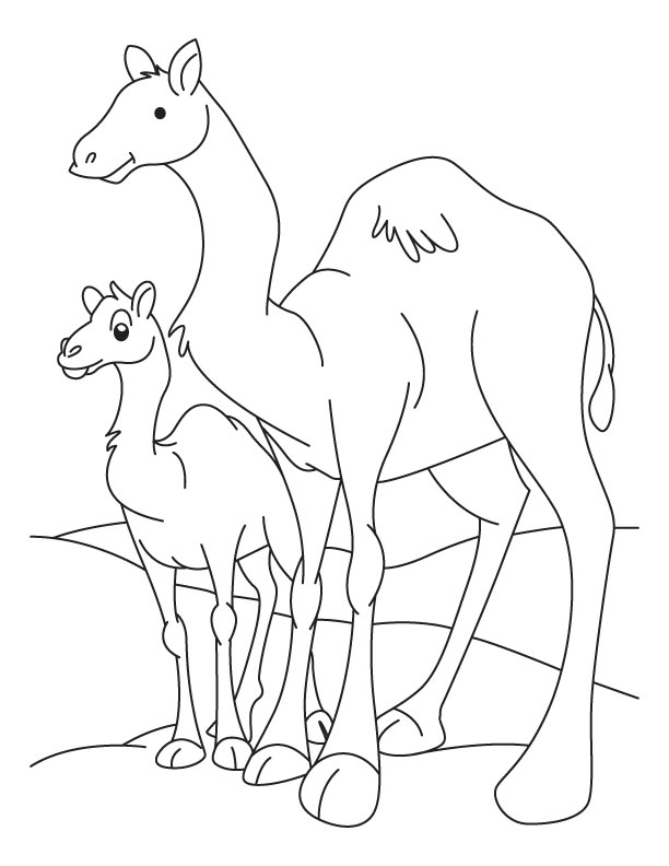 612x792 Drawn Camel Baby Camel