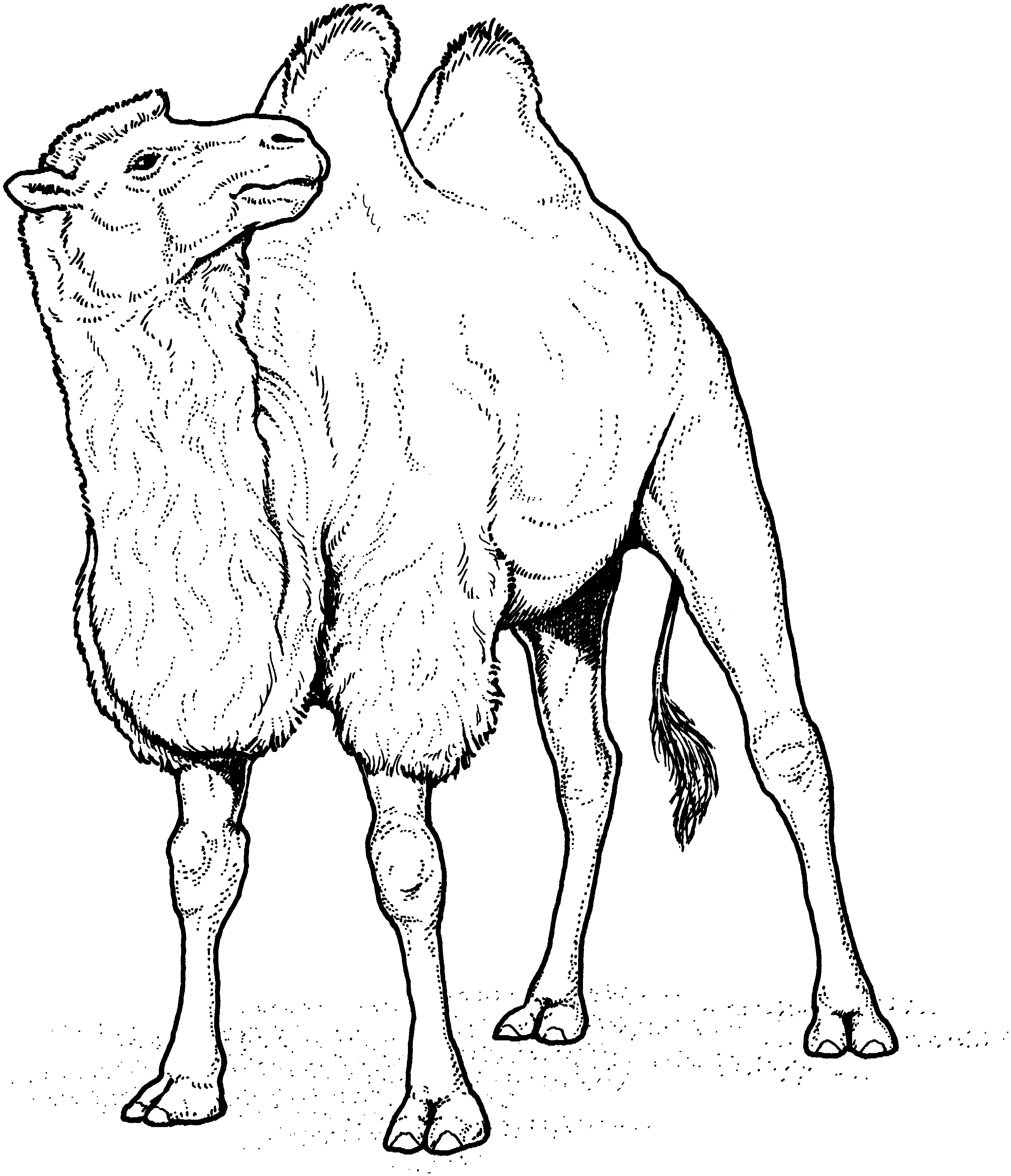 2870x3339 Free Camel Coloring Pages