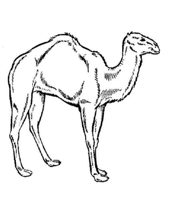 600x734 How To Draw A Camel Coloring Page