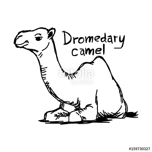 500x500 Dromedary Camel Sitting On The Sand