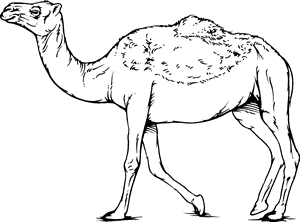 300x222 Camel