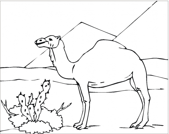662x525 Camel Desert Coloring Page Bebo Pandco