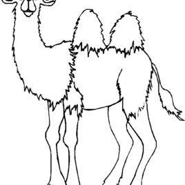 268x268 Coloring Page Camel Face Kids Drawing And Coloring Pages