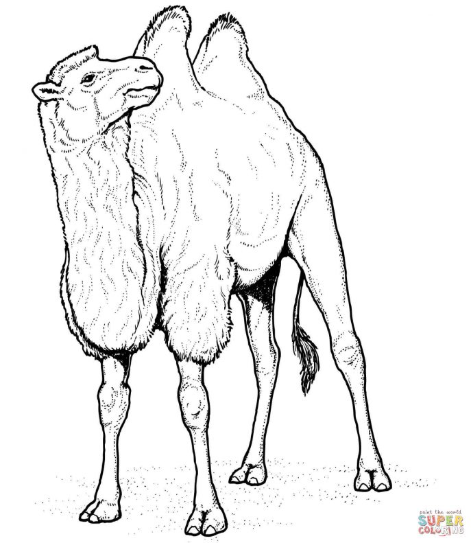 687x791 Coloring Pages Stunning Camel Coloring Pages Page Camel Coloring