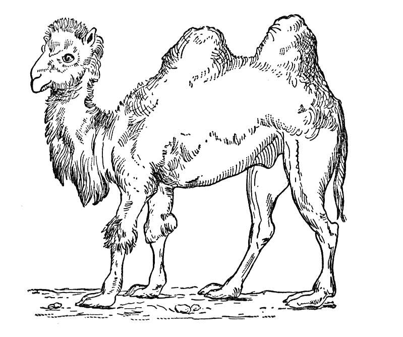 799x667 Free Camel Coloring Pages