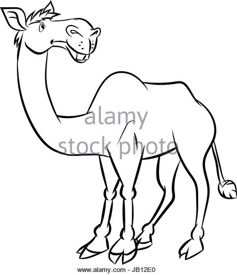 465x540 Arabian Camel Black And White Stock Photos Amp Images