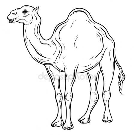 450x450 Line Drawing A Camel