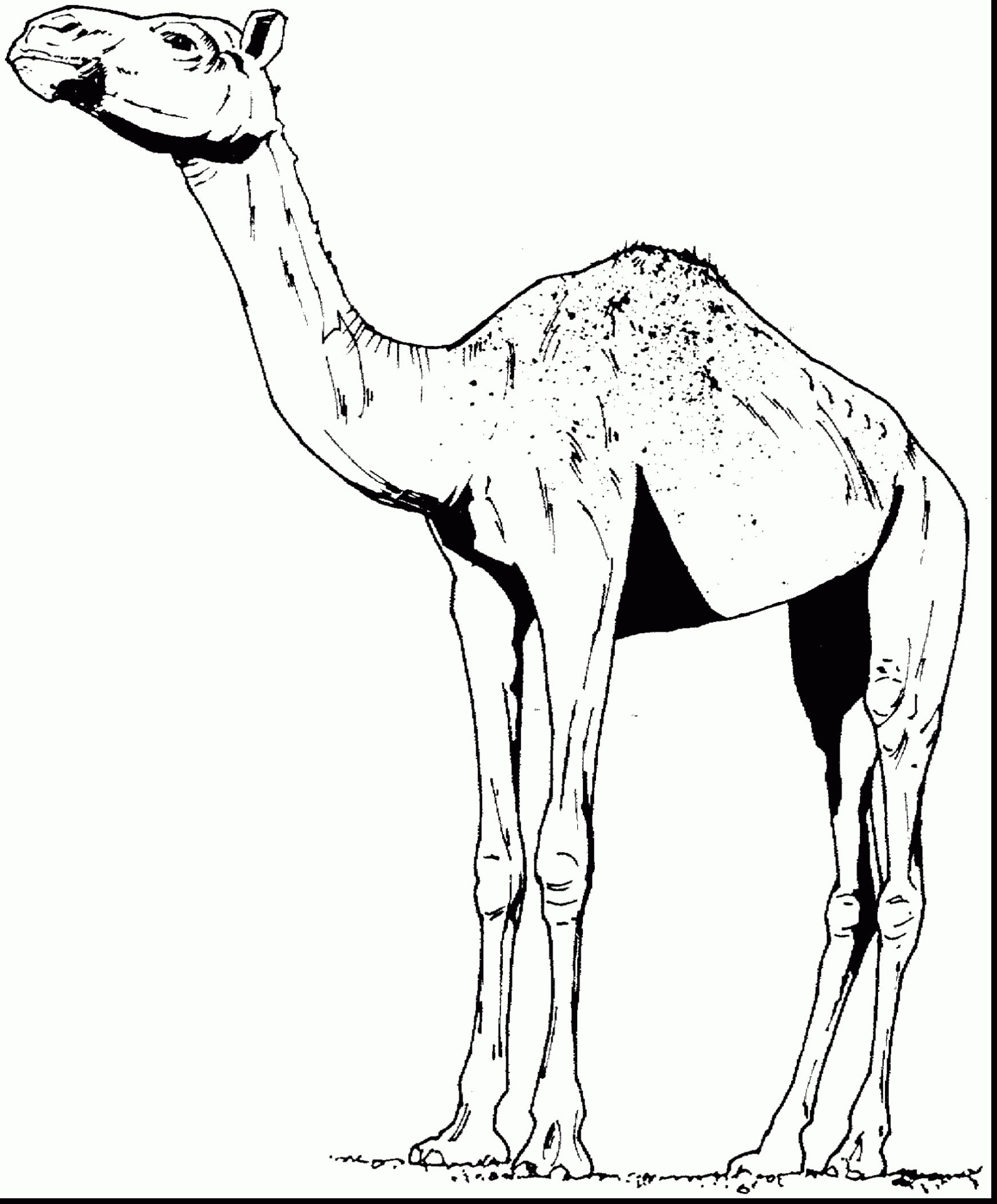 1743x2106 Astounding Camel Face Colouring Pages Page With Camel Coloring