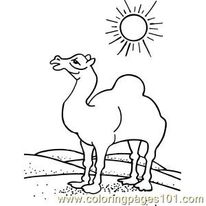 300x300 Camel In Desert Sun Coloring Page