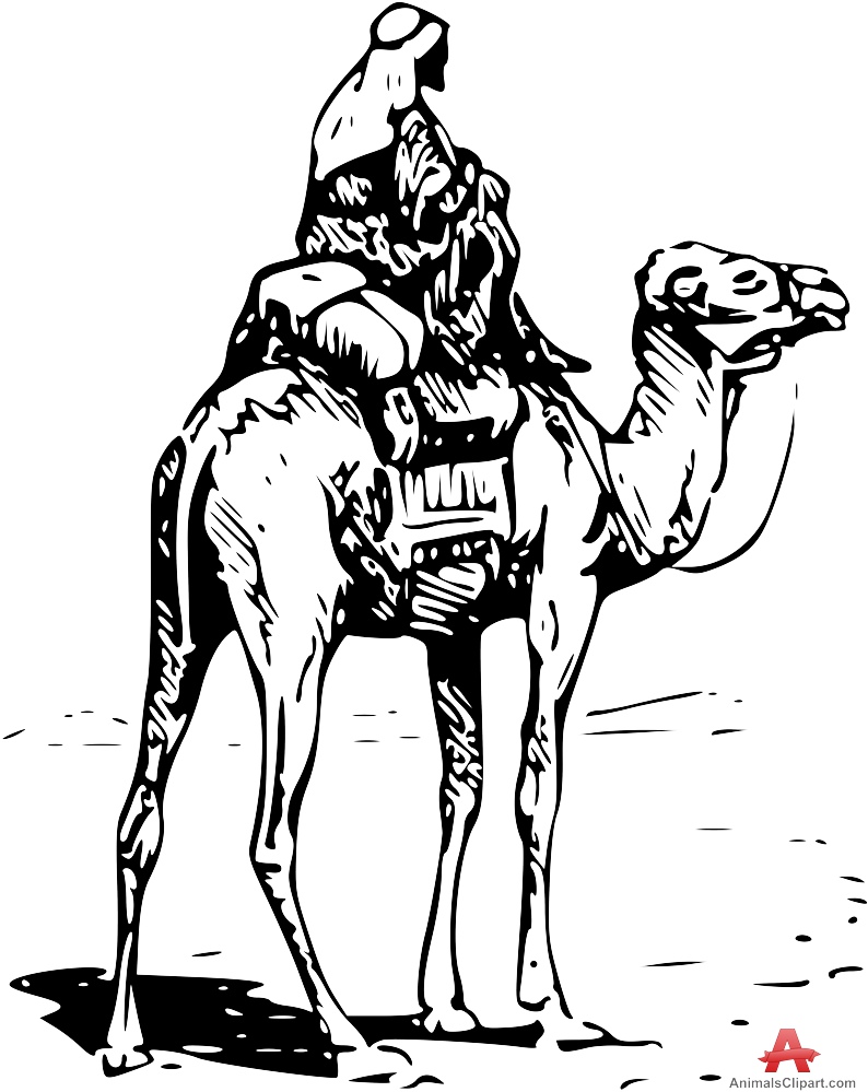 794x999 Drawing Clipart Camel