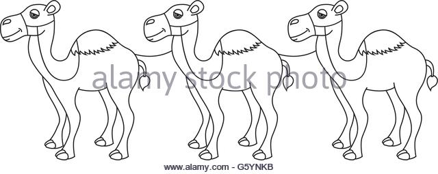 640x255 Arabian Camel Black And White Stock Photos Amp Images