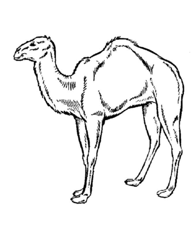 670x820 Camel Coloring Pages