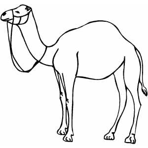 300x300 Camel Outline Picture Outline Pictures Outline
